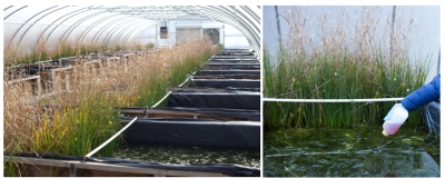 Left : CEINT mesocosm facility / Right : Weekly dosing of Au NPs  